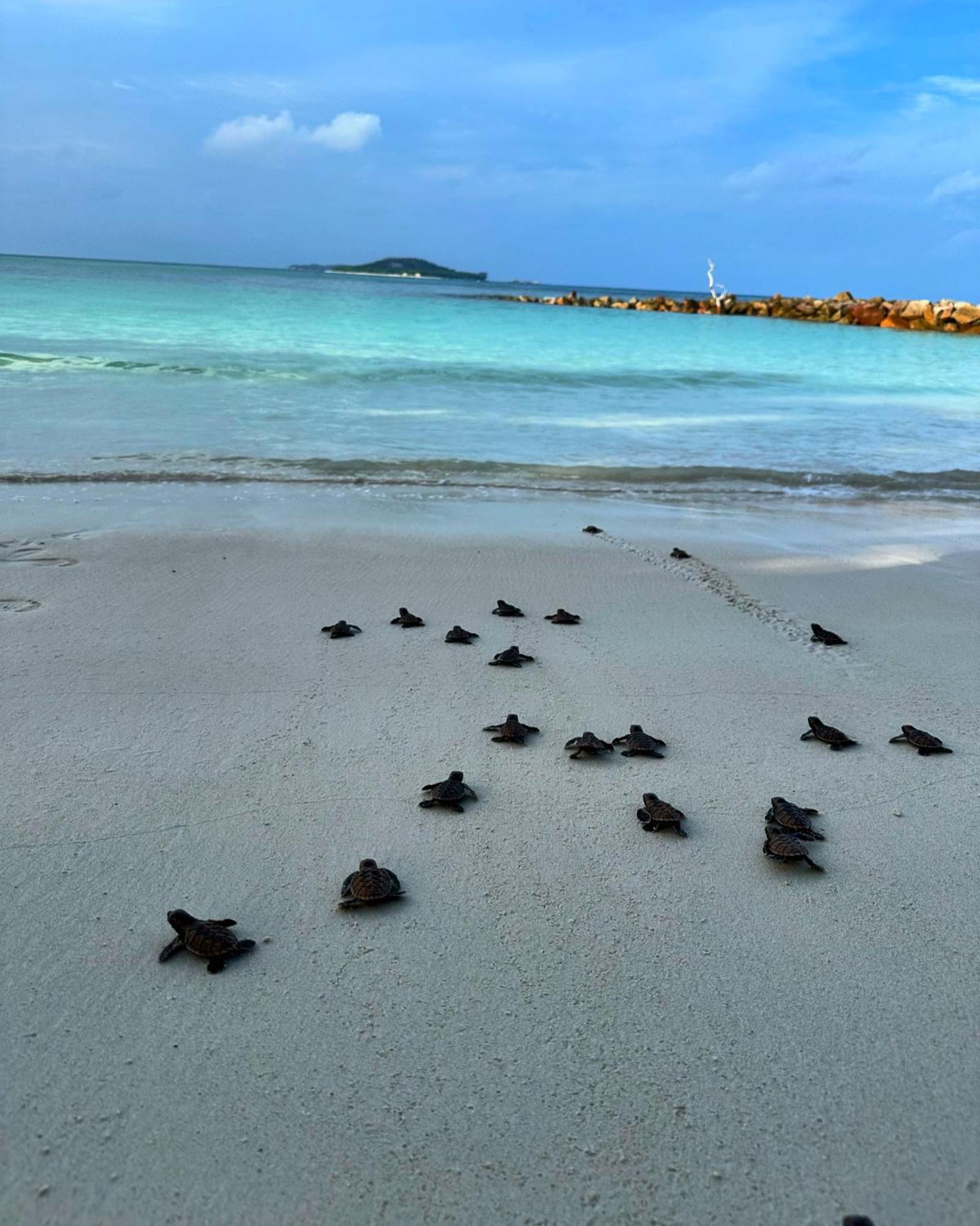 Cap Jean Marie Beach Villas Anse Kerlan Eksteriør billede